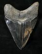 Glossy, Black Megalodon Tooth - Georgia #19073-2